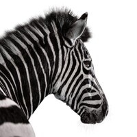Investec Company logo